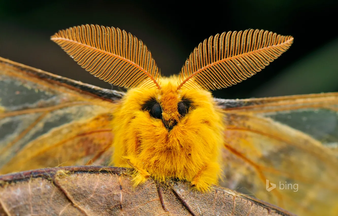 Photo wallpaper eyes, nature, sheet, wings, China, insect, moth