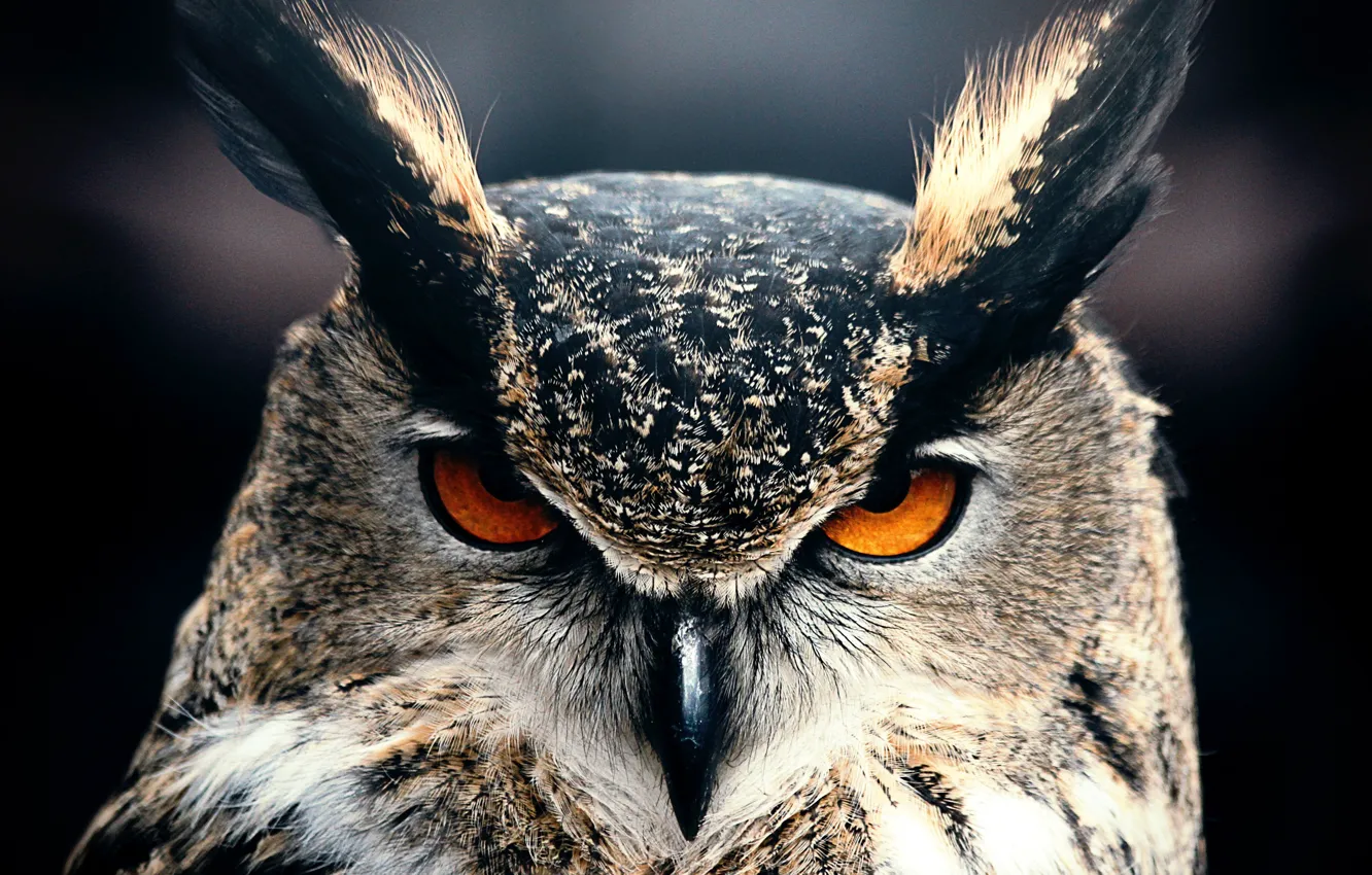 Photo wallpaper Owl, Animal