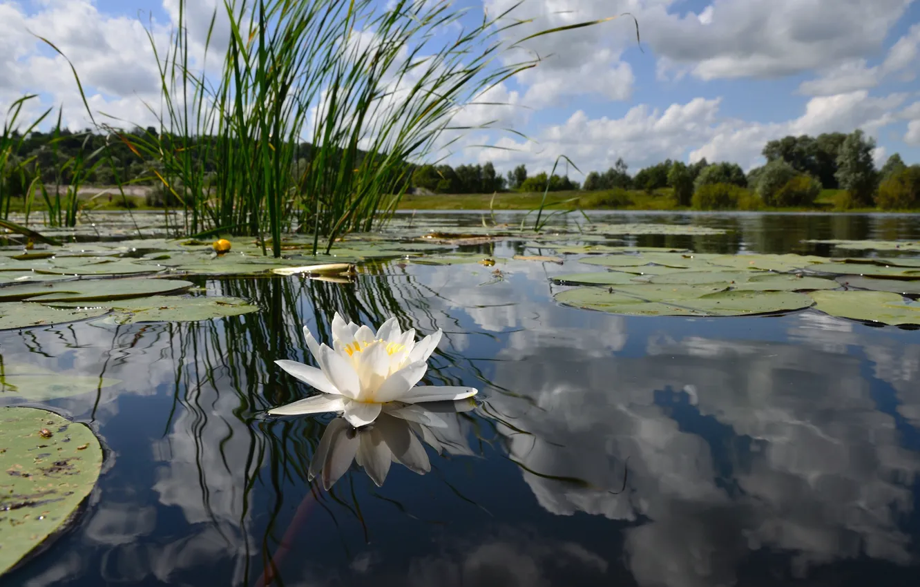 Photo wallpaper forest, white, the sky, surface, lake, pond, reflection, shore