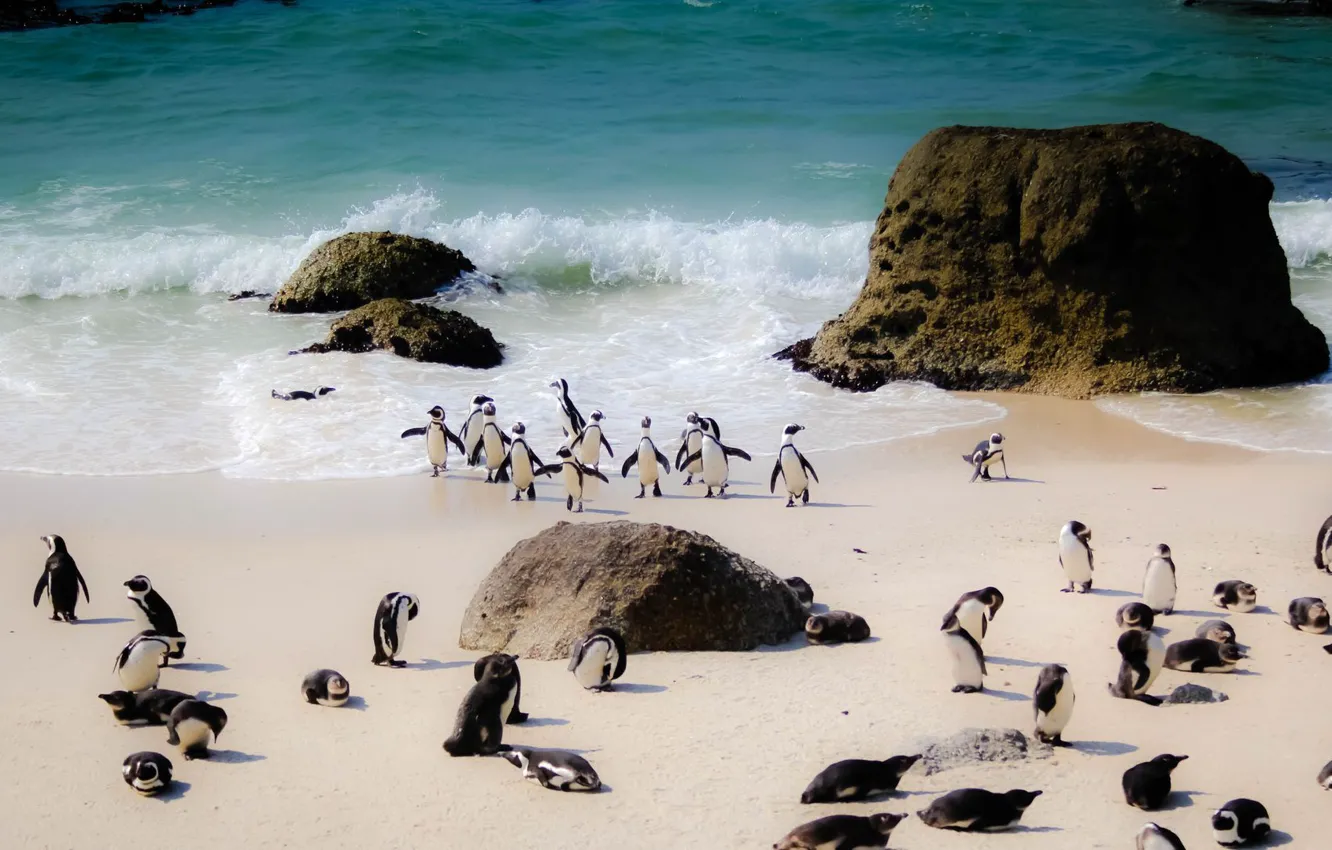 Photo wallpaper beach, Penguins, sea, South Africa, stove