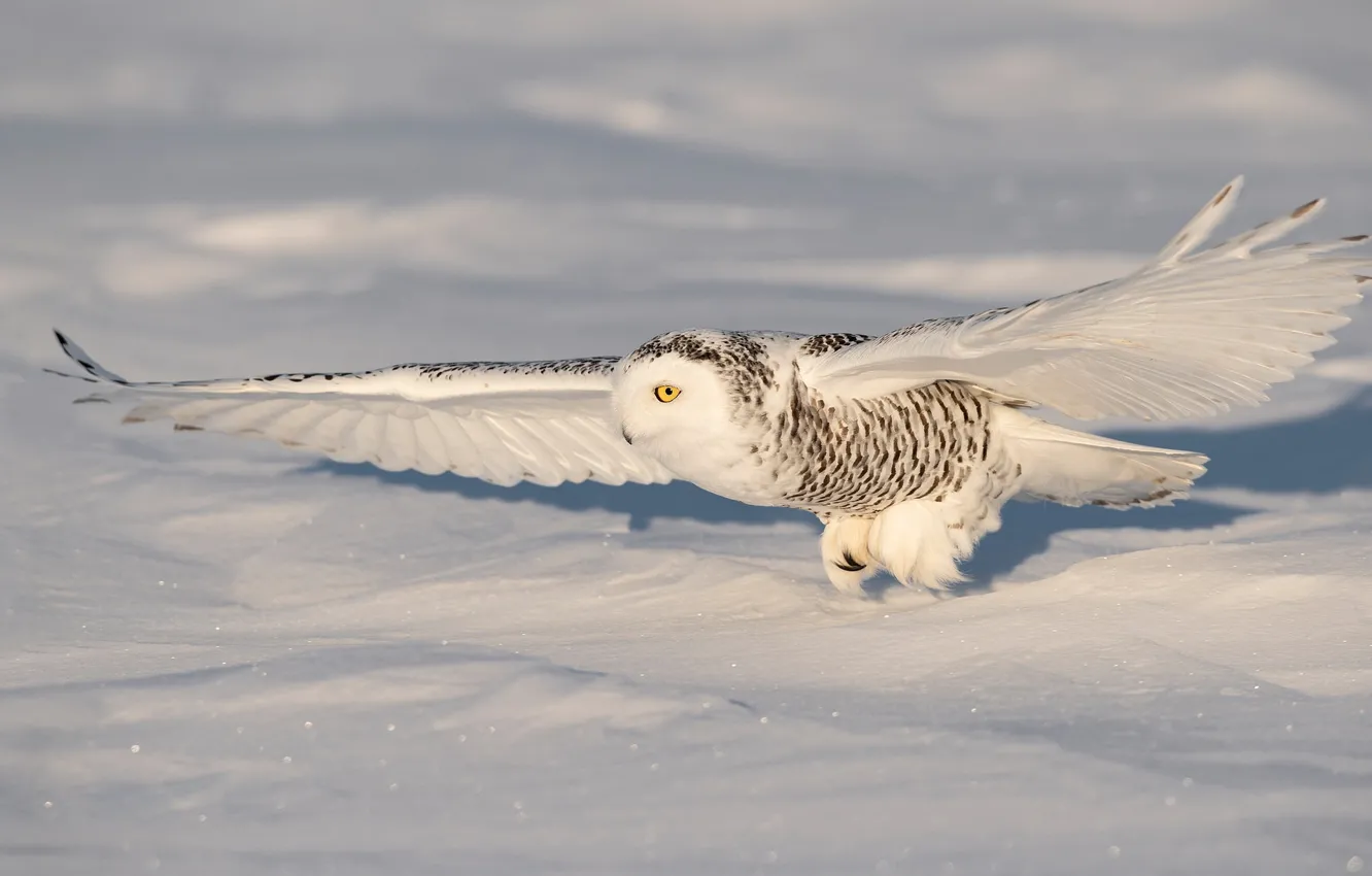 Photo wallpaper winter, snow, flight, wings, the scope, snowy owl