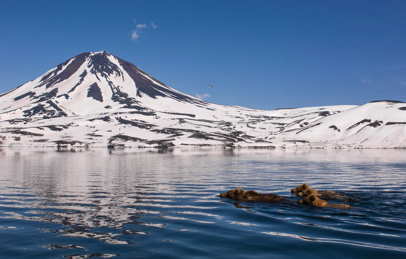 Photo wallpaper water, snow, mountains, nature, swim, bears, Kamchatka