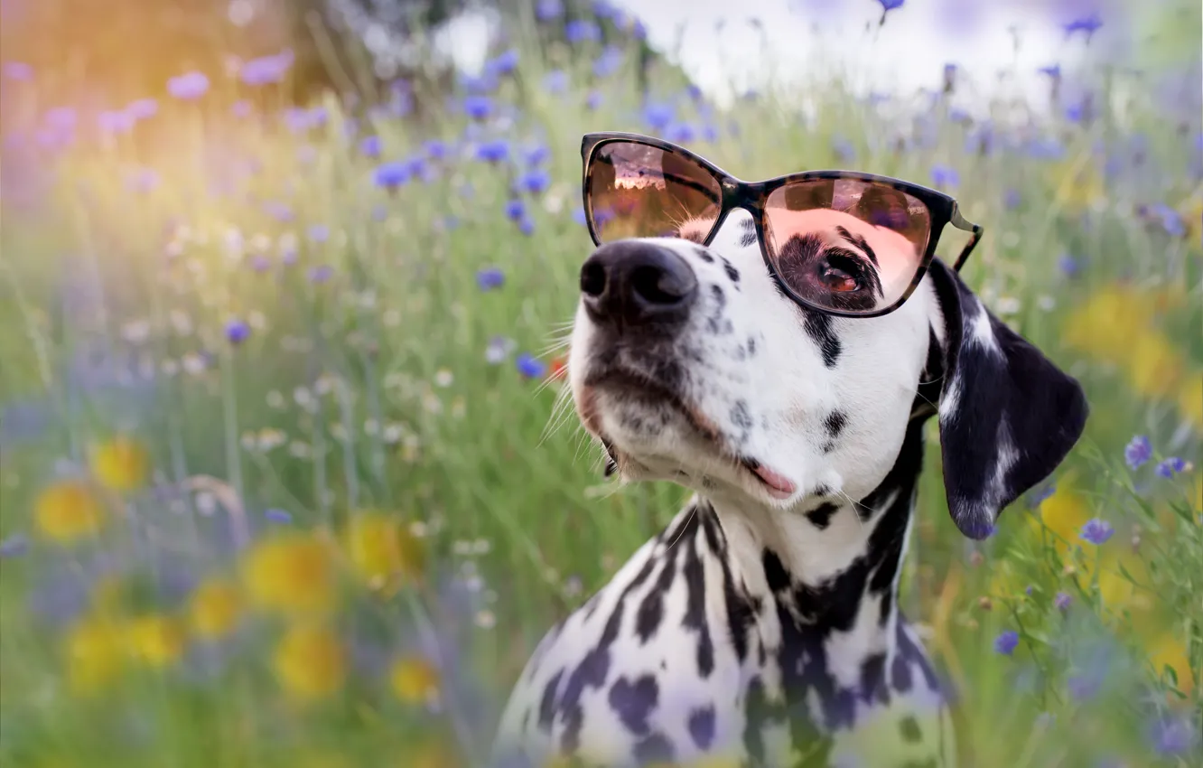 Photo wallpaper dog, glasses, Dalmatians