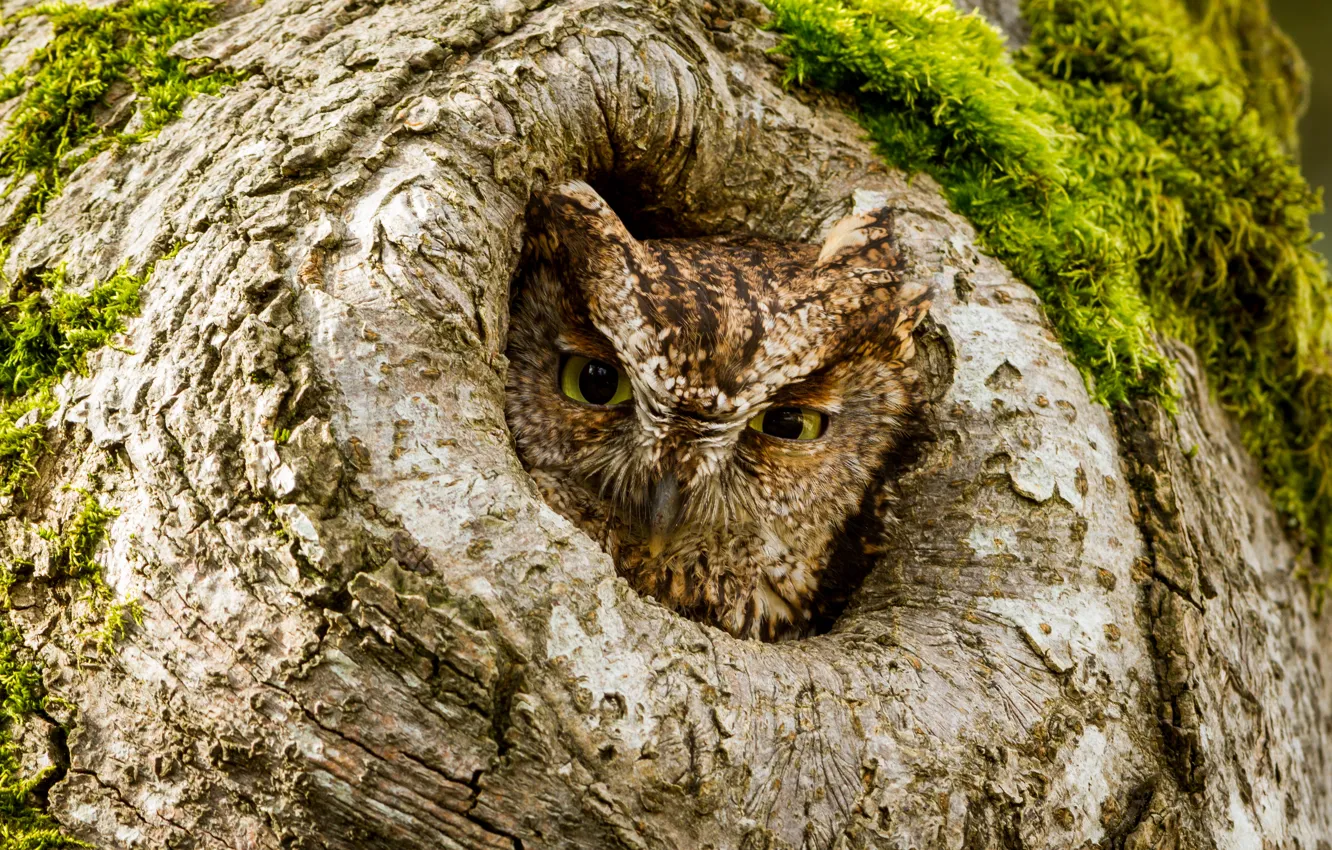 Photo wallpaper look, tree, owl