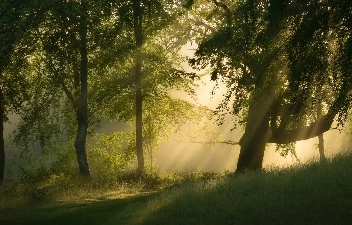 Photo wallpaper forest, the sun, rays, light, fog, morning, Wood