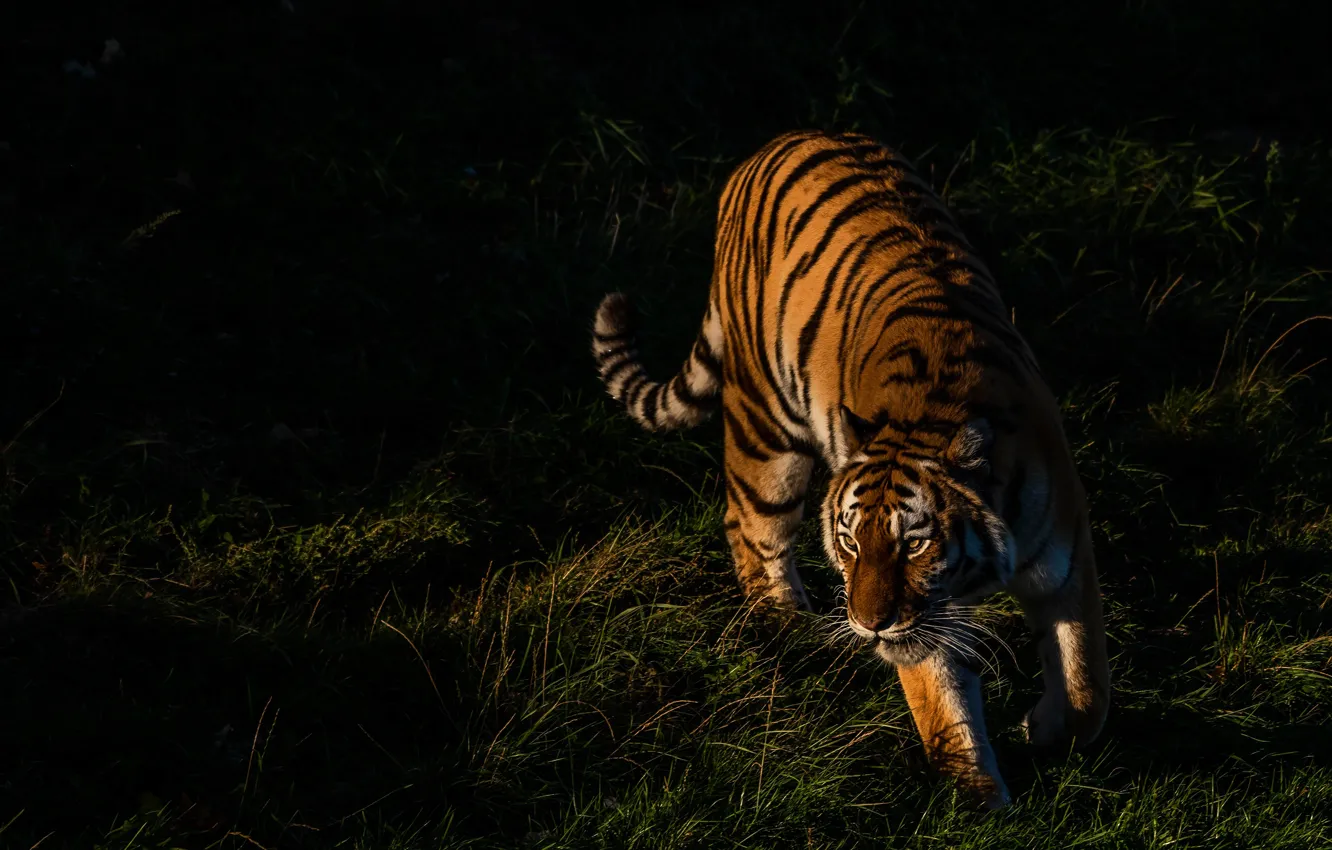 Photo wallpaper grass, light, tiger, pose, the dark background, walk