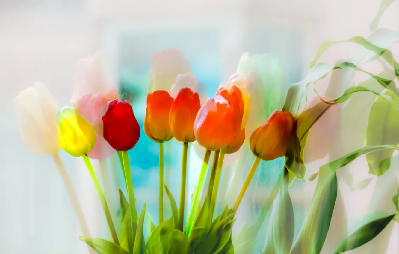 Photo wallpaper flowers, color, tulips