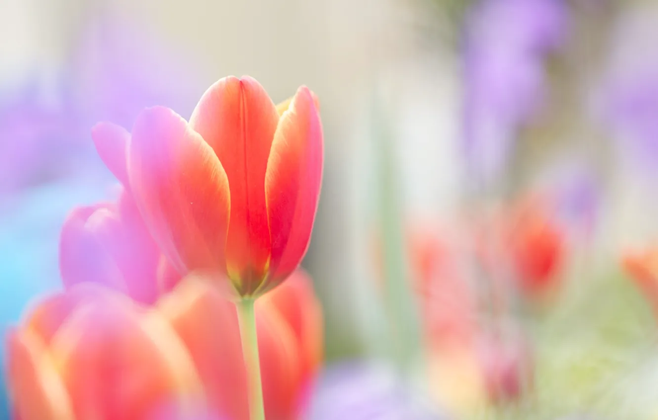 Photo wallpaper flower, red, bright, tenderness, Tulip, spring, blur, Bud