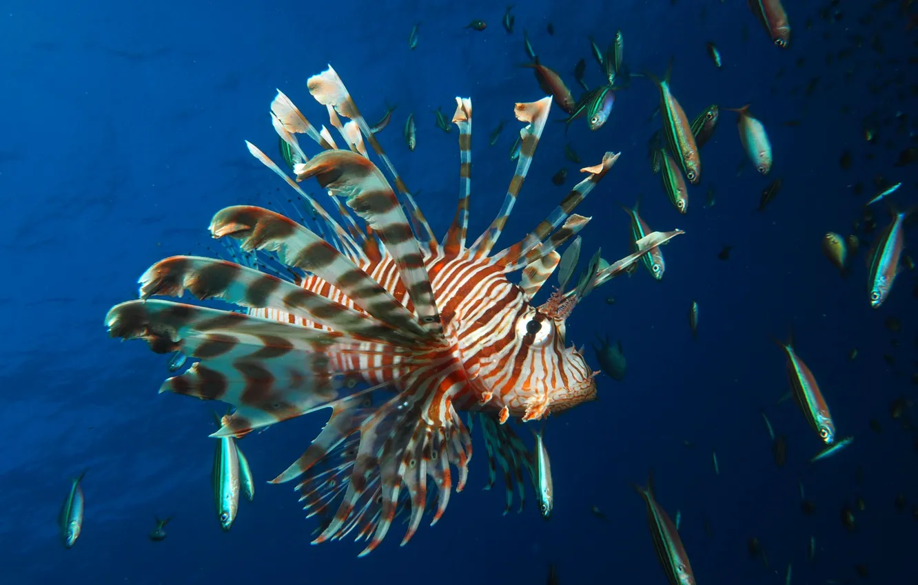 Photo wallpaper animal, wildlife, venomous, A-Lionfish, marine fish