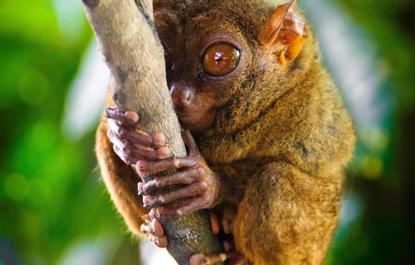Photo wallpaper eyes, branch, the primacy of, tarsier