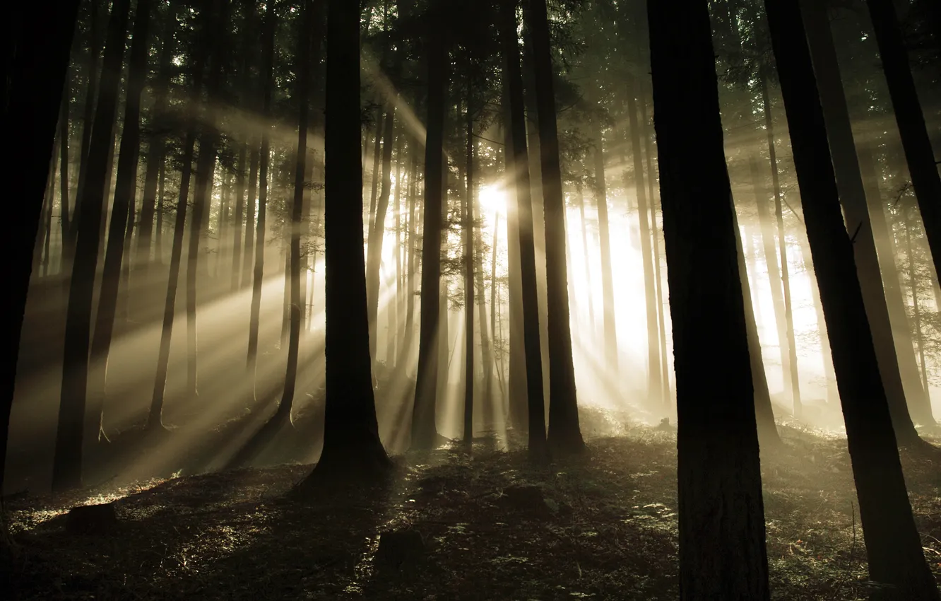Photo wallpaper forest, light, dremuchij