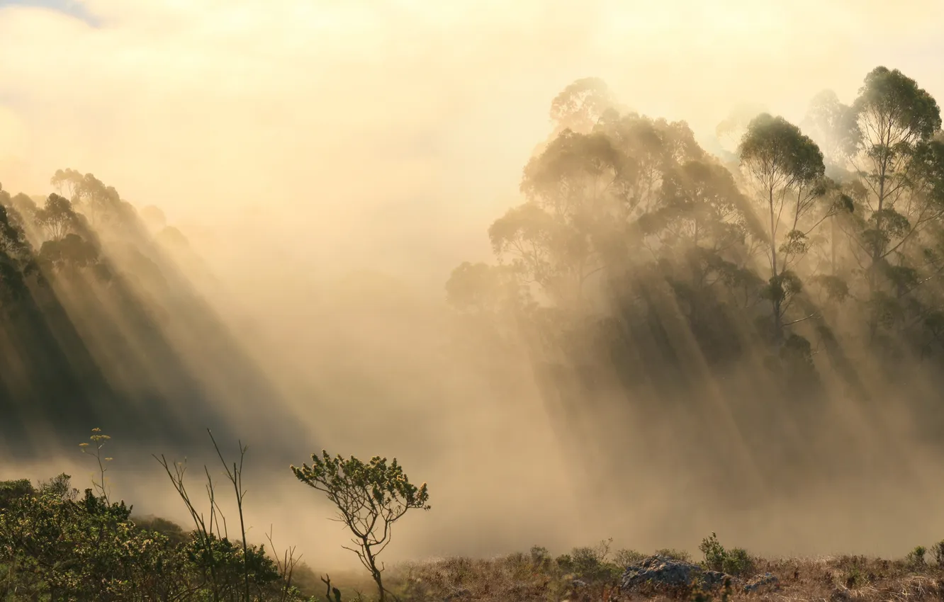 Photo wallpaper forest, rays, fog, shadow