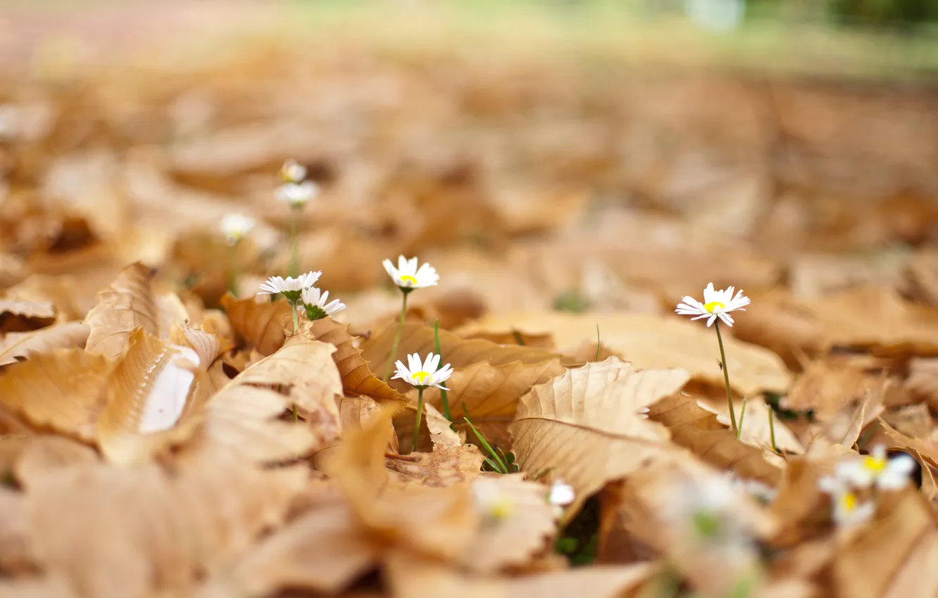 Photo wallpaper leaves, flowers, chamomile, fallen, bokeh