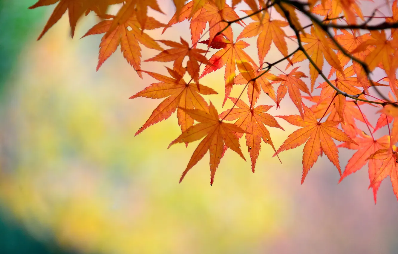 Photo wallpaper leaves, branches, background, maple, Japanese