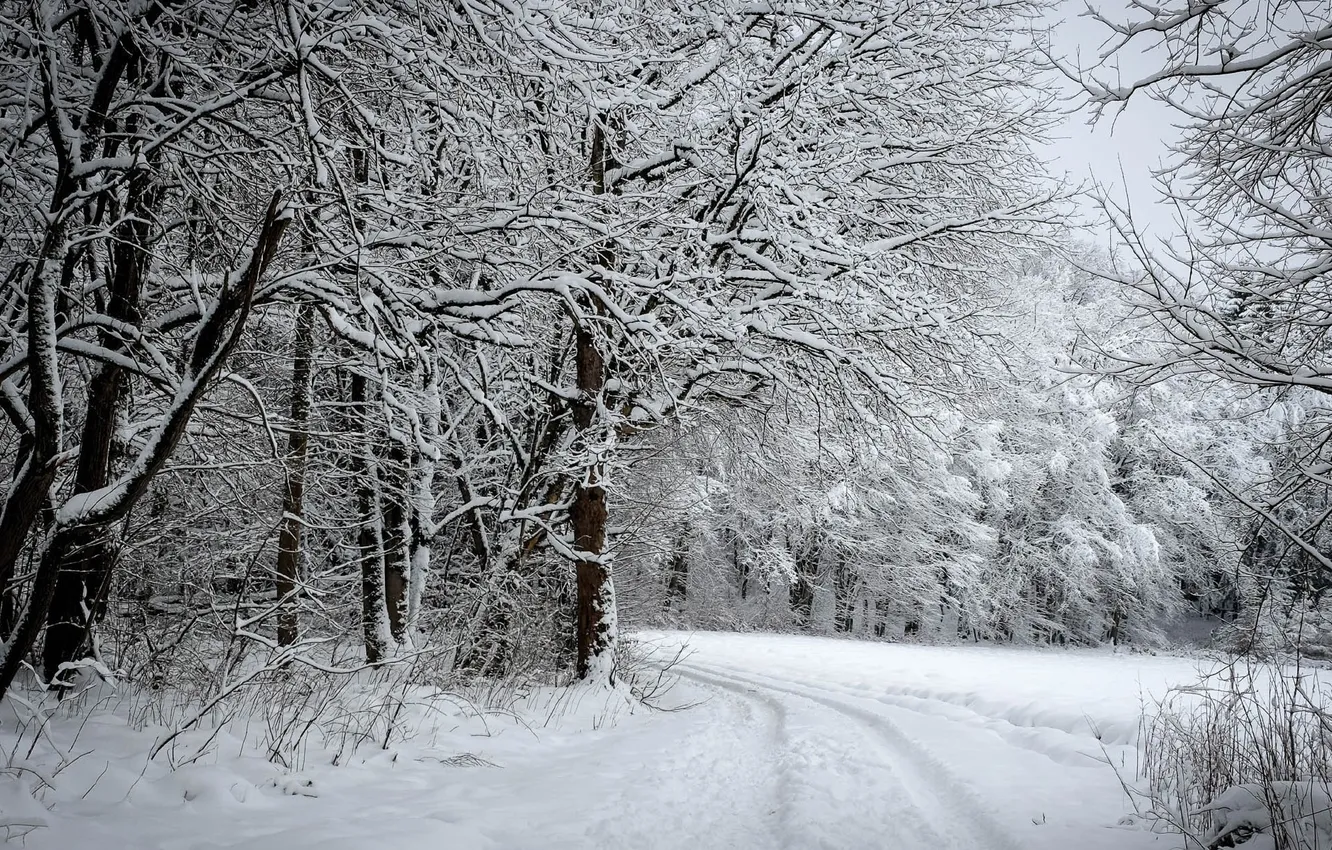 Photo wallpaper winter, road, forest, snow, trees, photo, the bushes