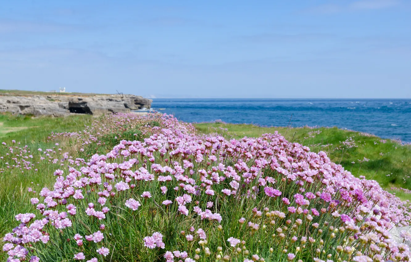 Photo wallpaper sea, beach, flowers, shore, beach, sea, flowers, purple