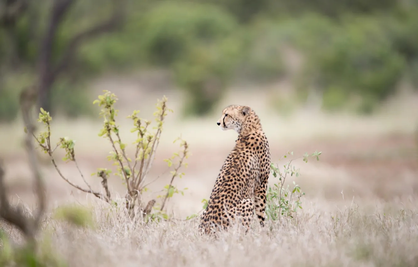 Photo wallpaper beautiful, sitting, cheetah, bush, big cat, waiting-prey