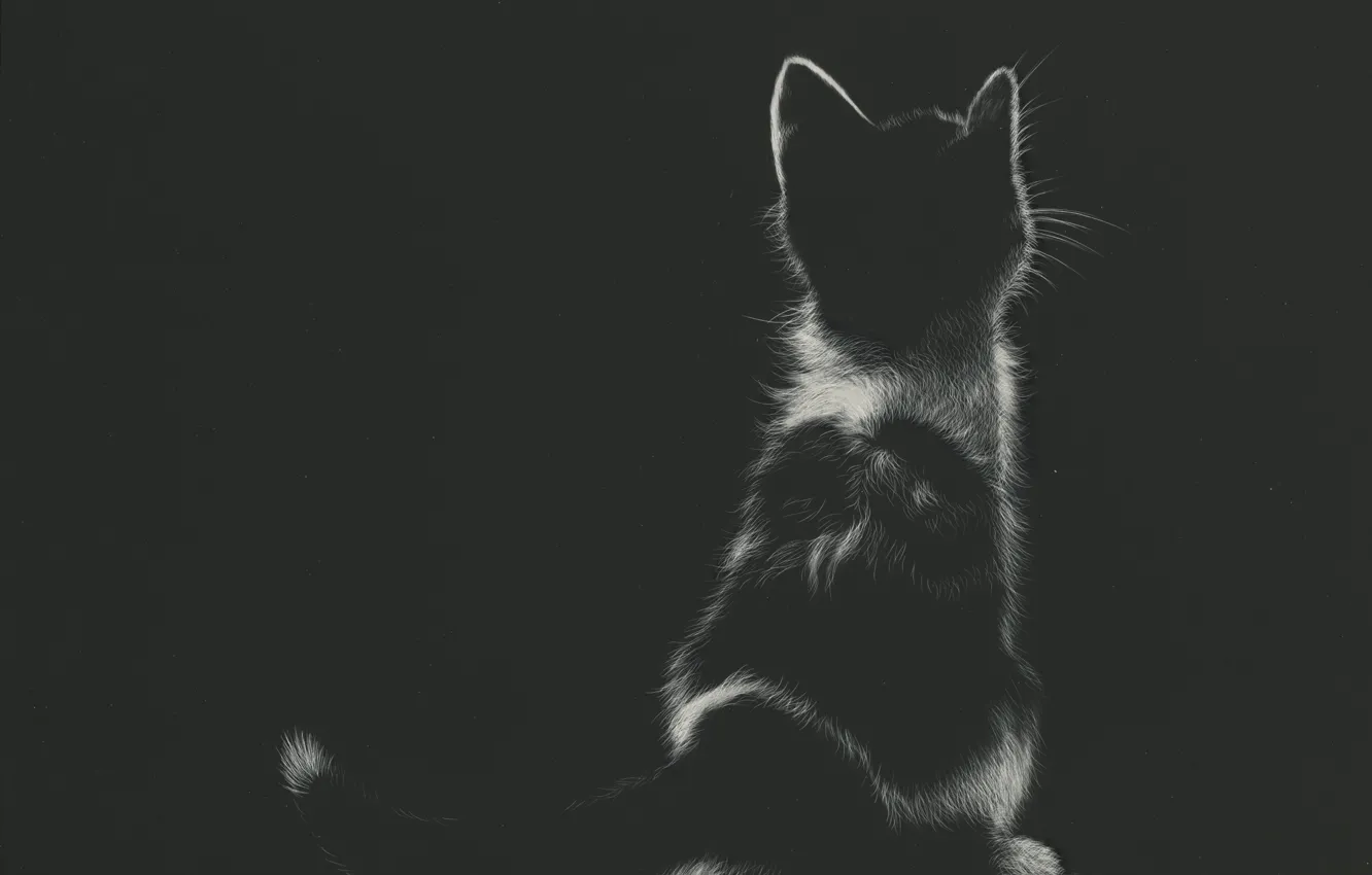 Photo wallpaper kitty, sitting, by shonechacko