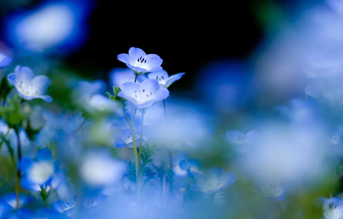 Photo wallpaper flowers, nature, tenderness, plants, blue, black background, blue