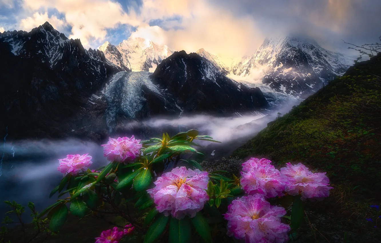 Photo wallpaper the sky, clouds, flowers, mountains, fog, rocks, tops, slope