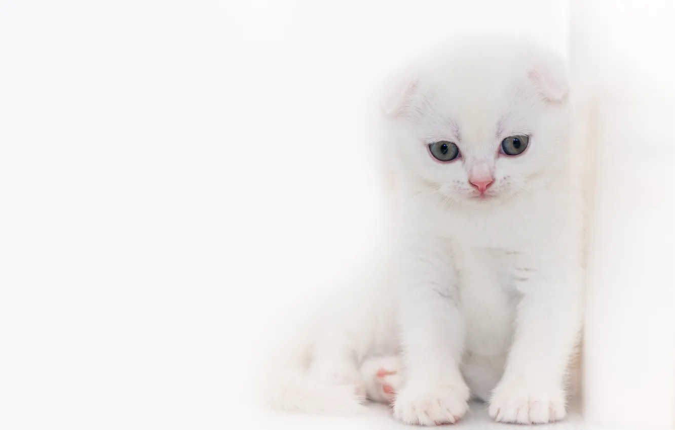 Photo wallpaper cat, white, look, pose, legs, fold, white background, kitty