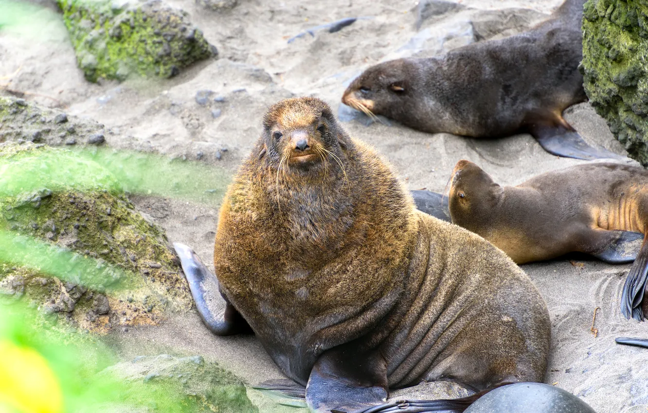 Photo wallpaper mustache, face, stones, cat, rookery, Yuri Matveev, The Northern Navy Seal