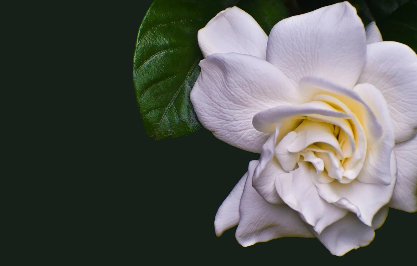 Photo wallpaper white, green background, Camellia