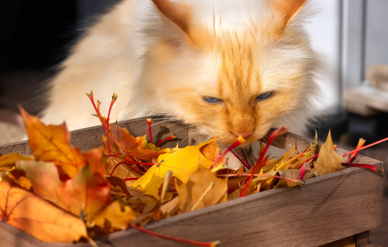Photo wallpaper autumn, cat, cat, look, face, leaves, light, yellow