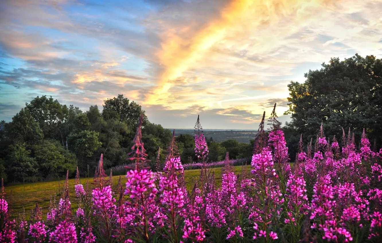 Photo wallpaper field, forest, summer, the sky, clouds, light, flowers, pink