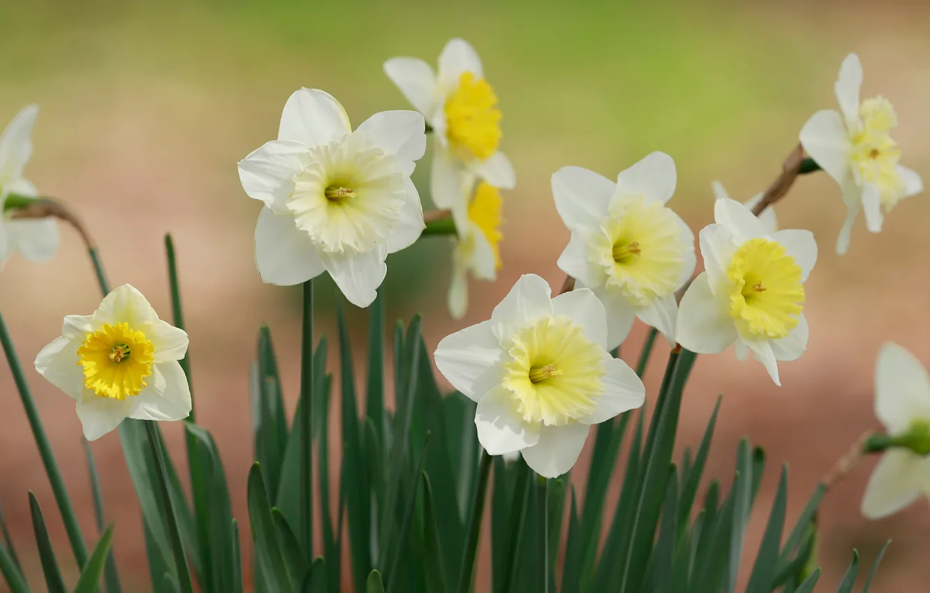 Photo wallpaper spring, white, daffodils