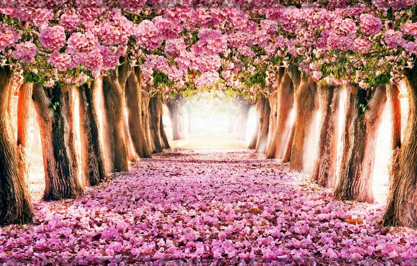 Photo wallpaper trees, nature, flowers, spring