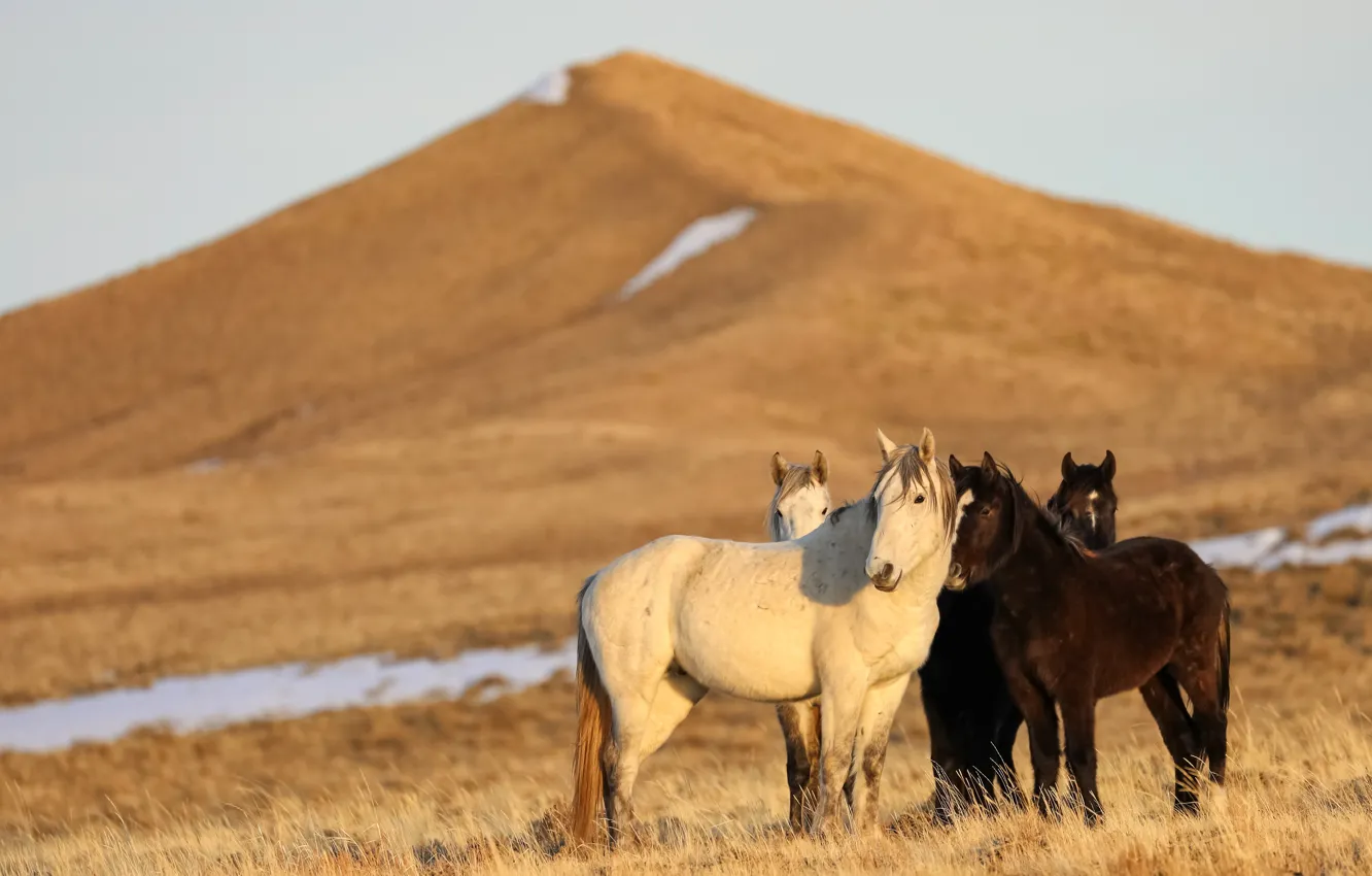 Photo wallpaper field, mountain, horses, horse