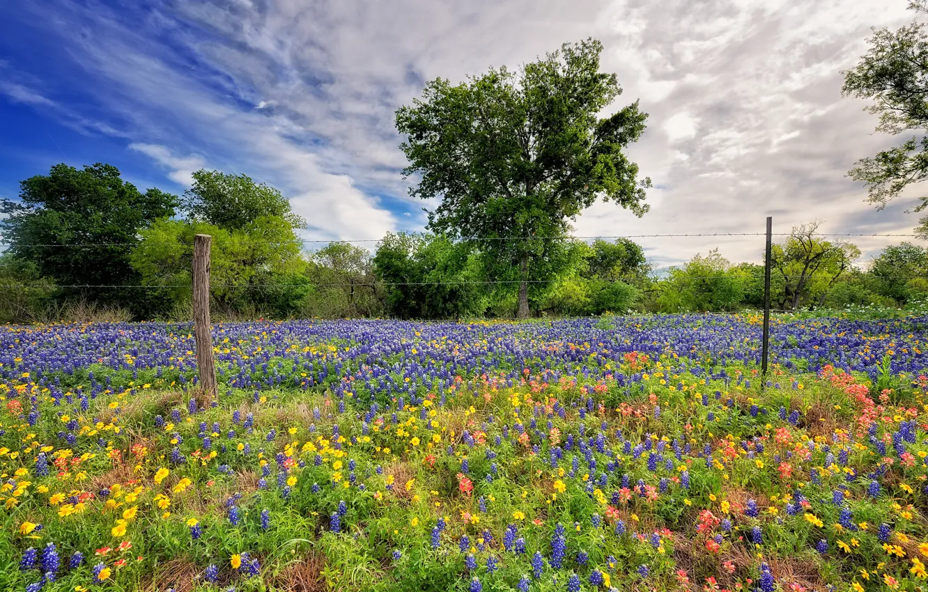 Photo wallpaper field, flowers, lupins