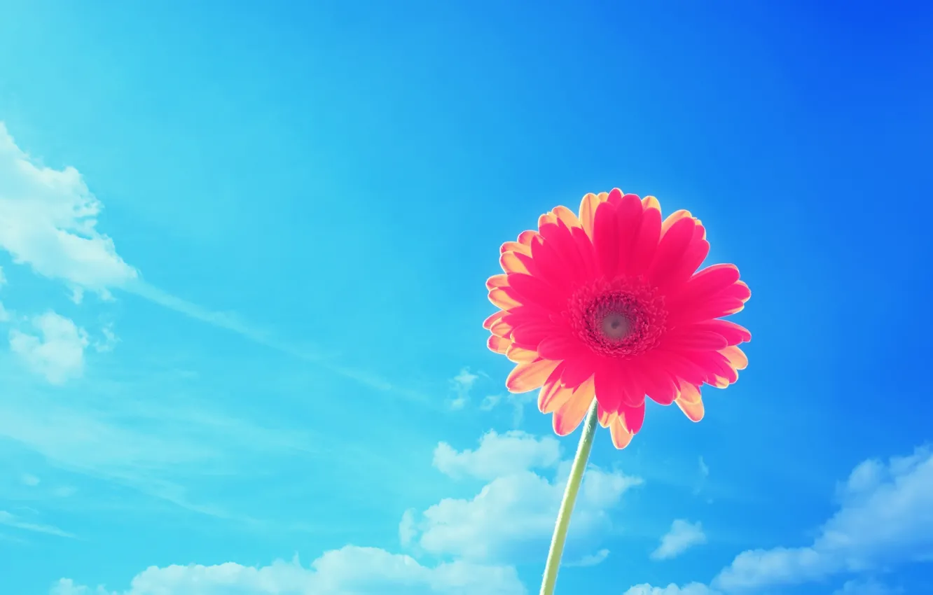 Photo wallpaper flower, summer, the sky, Nature