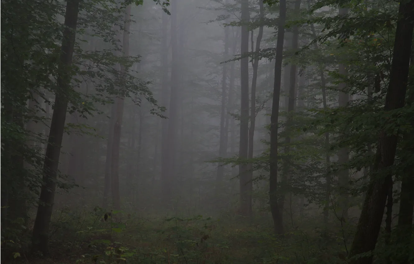 Photo wallpaper forest, trees, nature, fog, Germany, Germany, Baden-Württemberg, Niefern-Öschelbronn