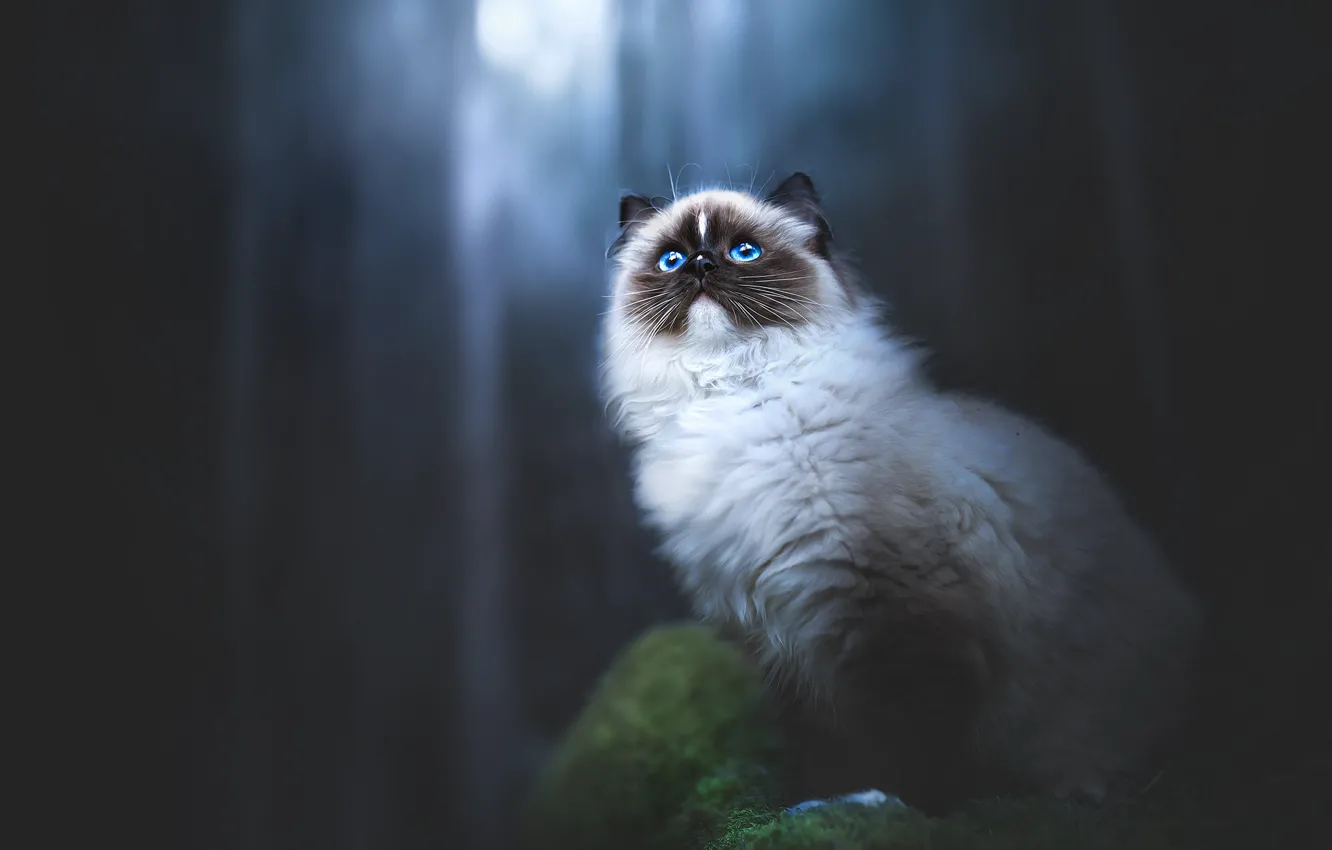 Photo wallpaper forest, cat, cat, night, nature, pose, the dark background, moss