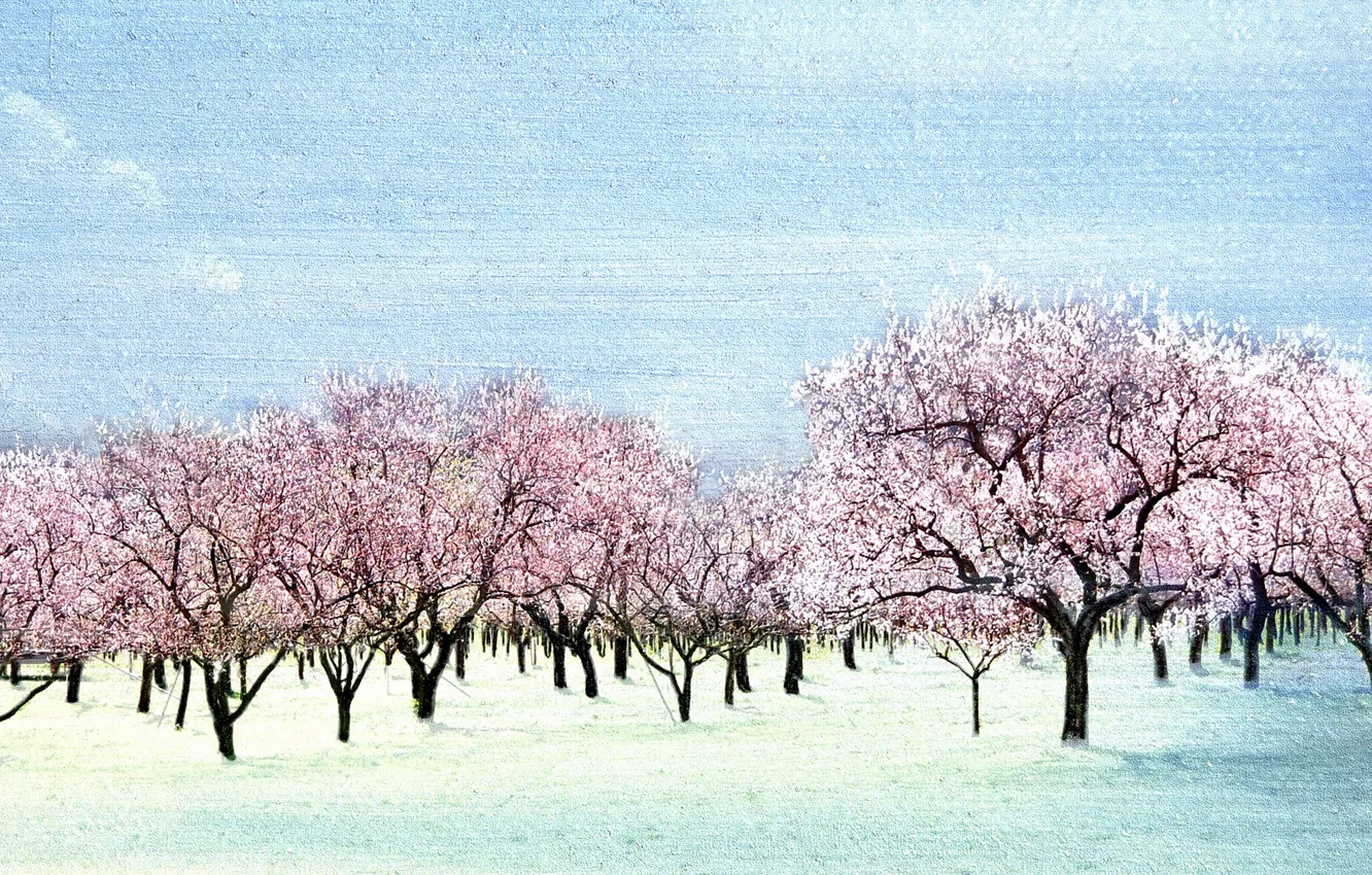 Photo wallpaper trees, style, garden