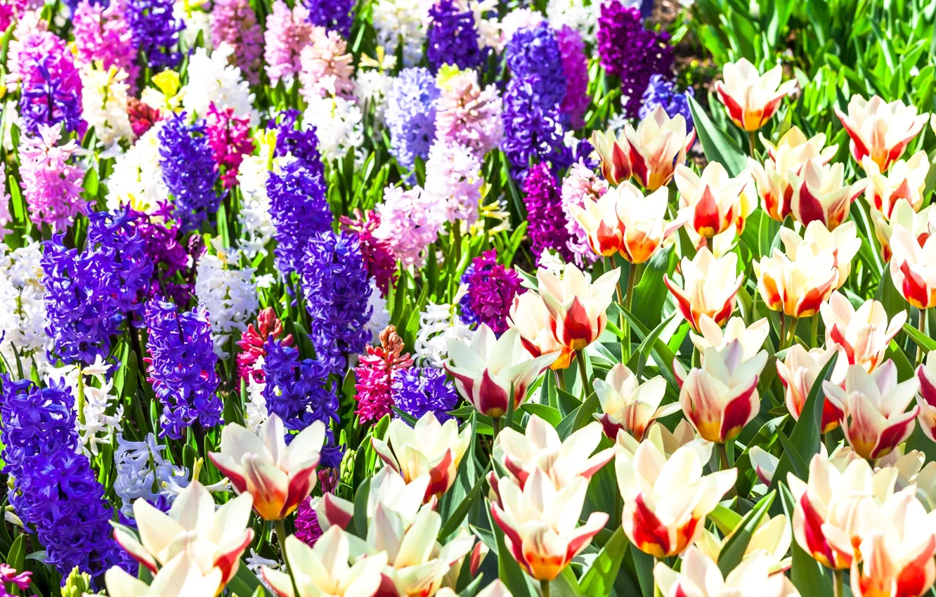 Photo wallpaper garden, tulips, hyacinths
