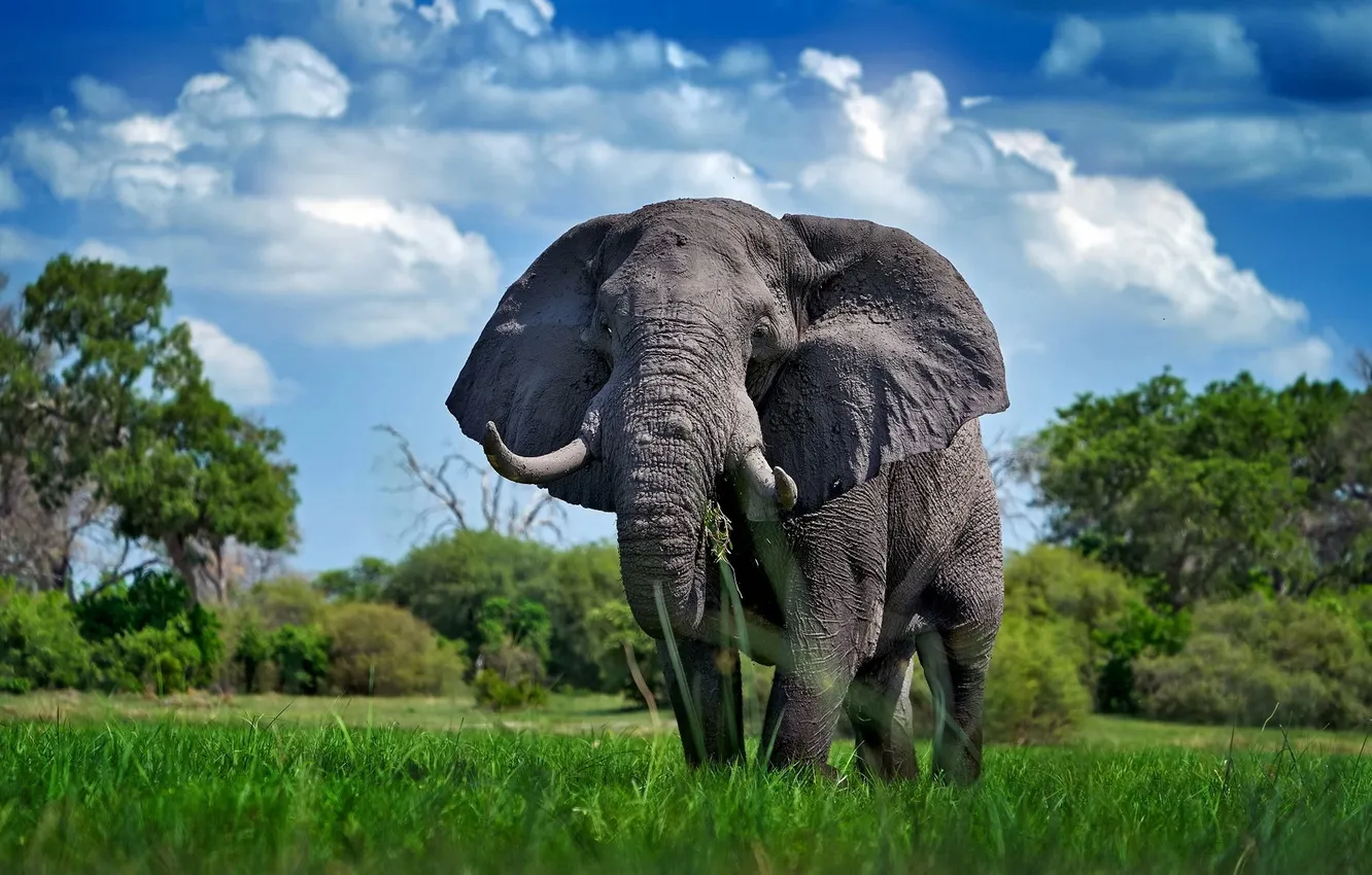Photo wallpaper look, nature, elephant