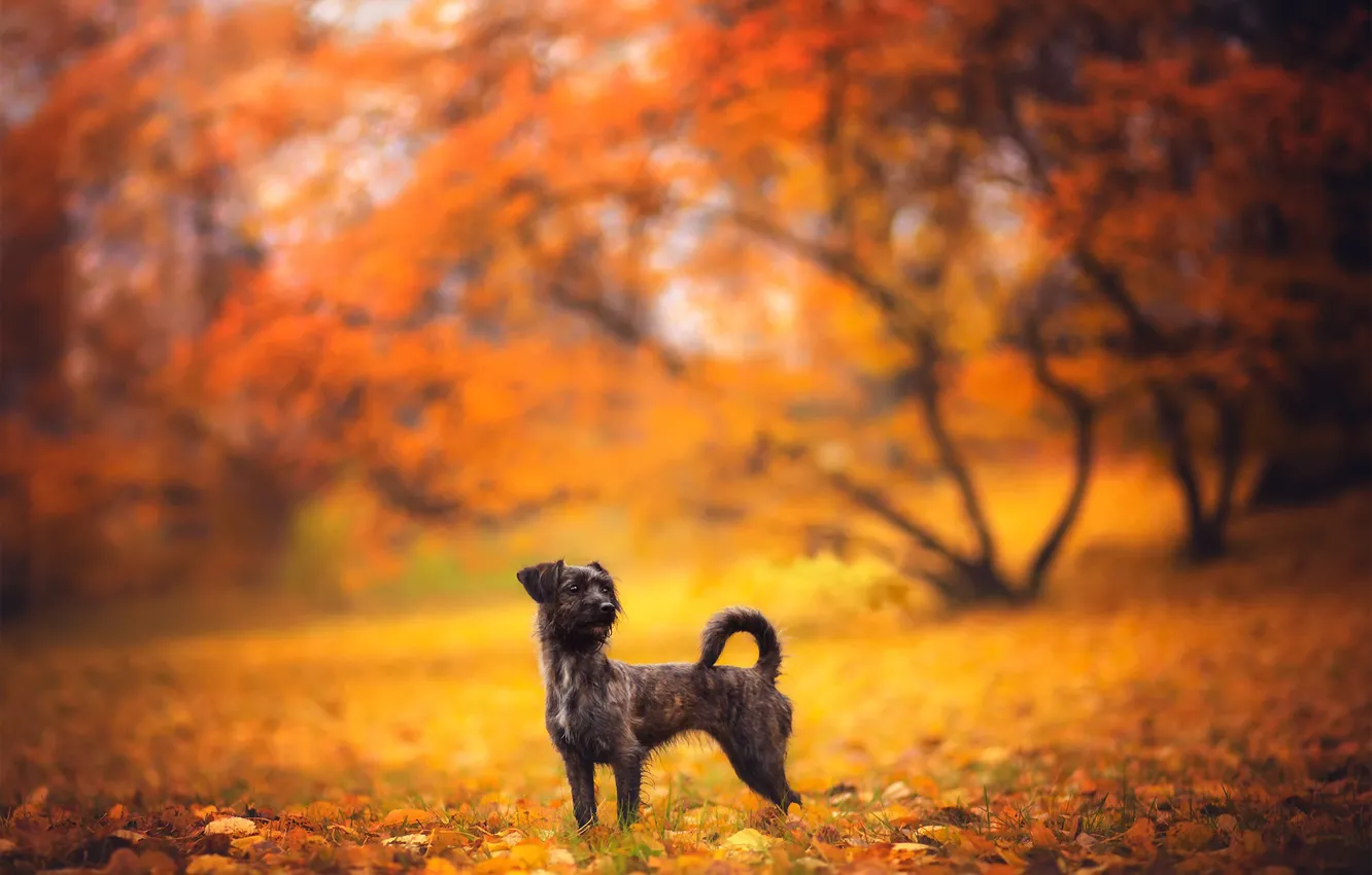 Photo wallpaper autumn, each, dog