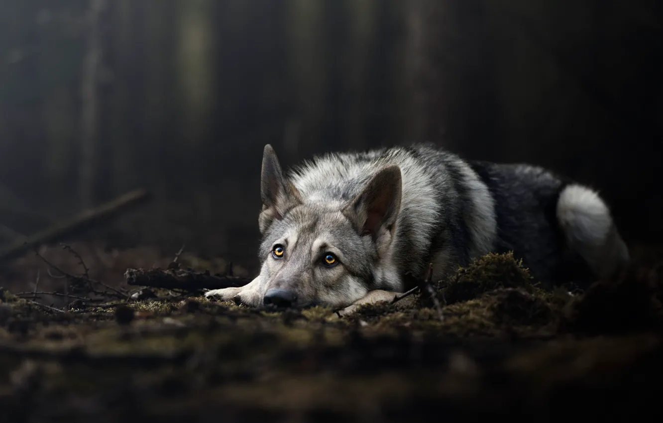 Photo wallpaper forest, look, nature, pose, the dark background, wolf, moss, dog
