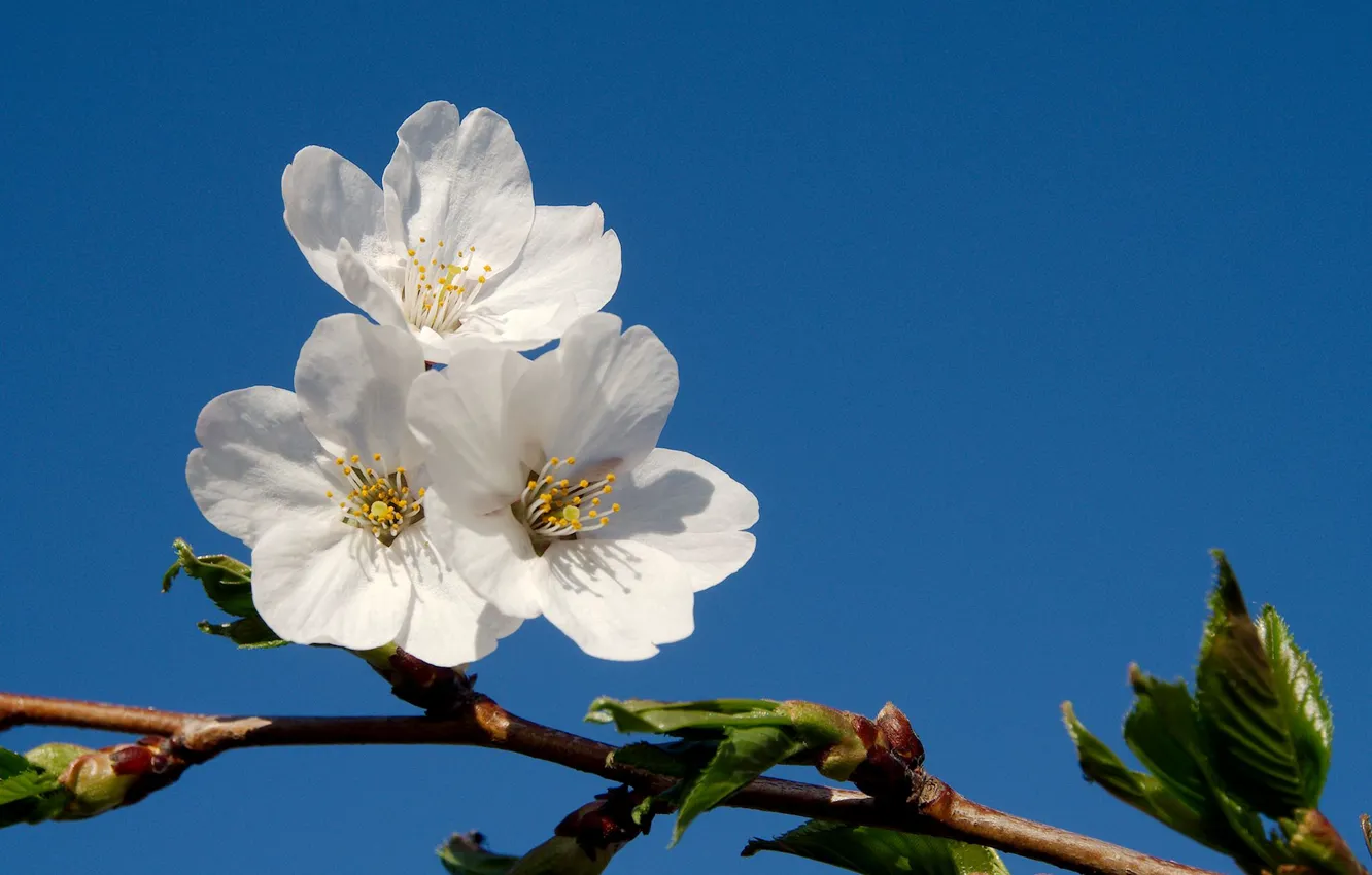 Photo wallpaper the sky, tree, blue, branch, spring, flowers, fruit