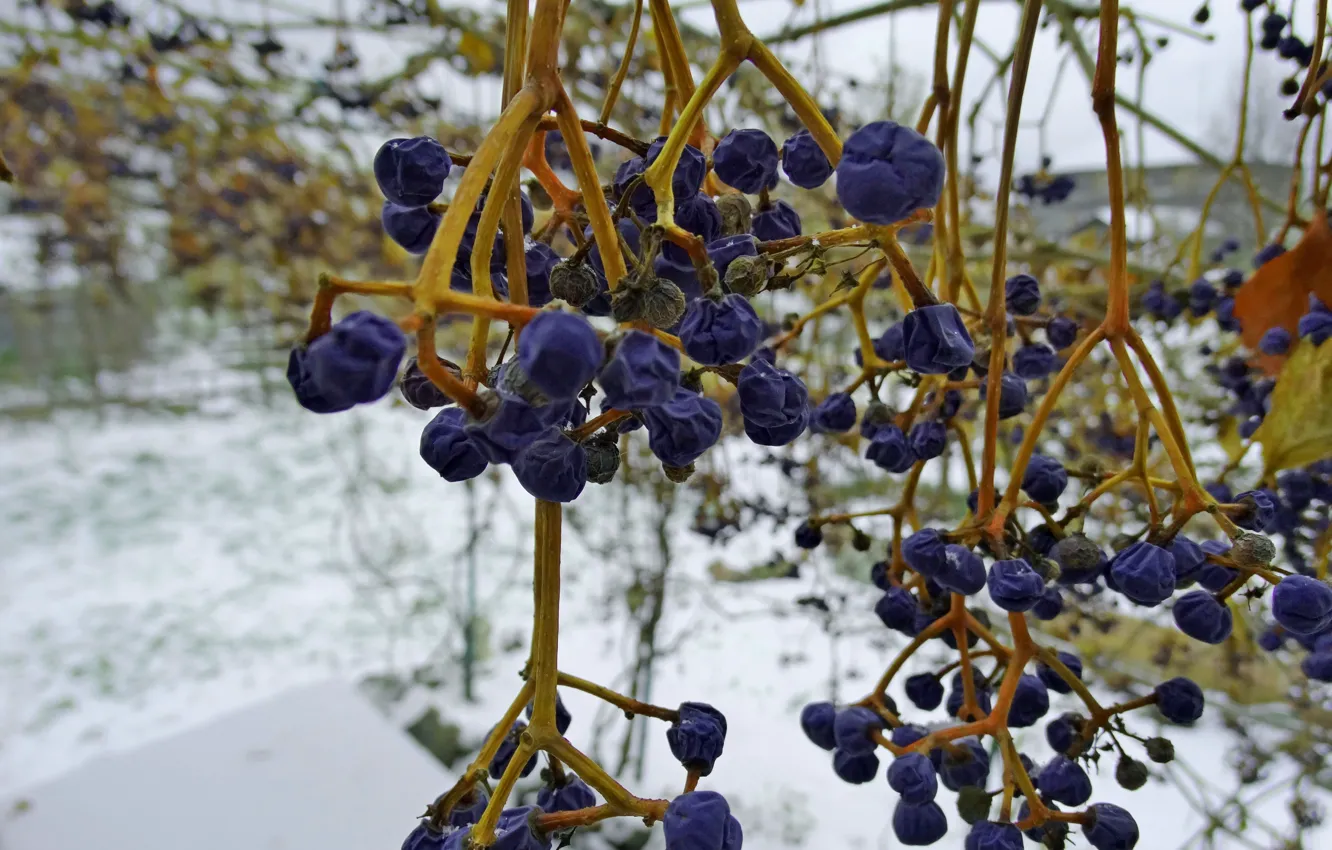 Photo wallpaper winter, snow, grapes, bunches of grapes, autumn garden