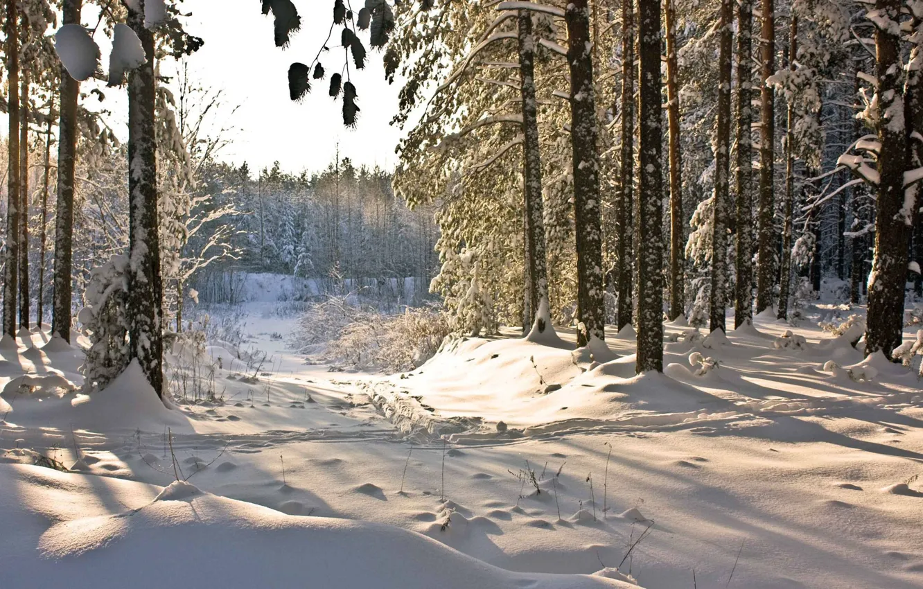 Photo wallpaper winter, forest, snow, trees, path