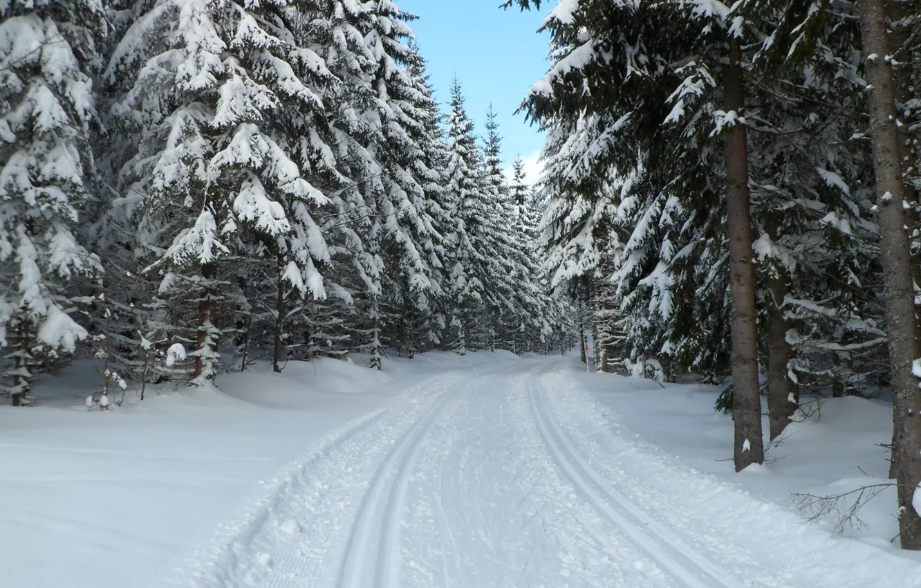 Photo wallpaper winter, forest, snow, Czech Republic, Sumava, Bohemia, Prášily, Sumava national Park