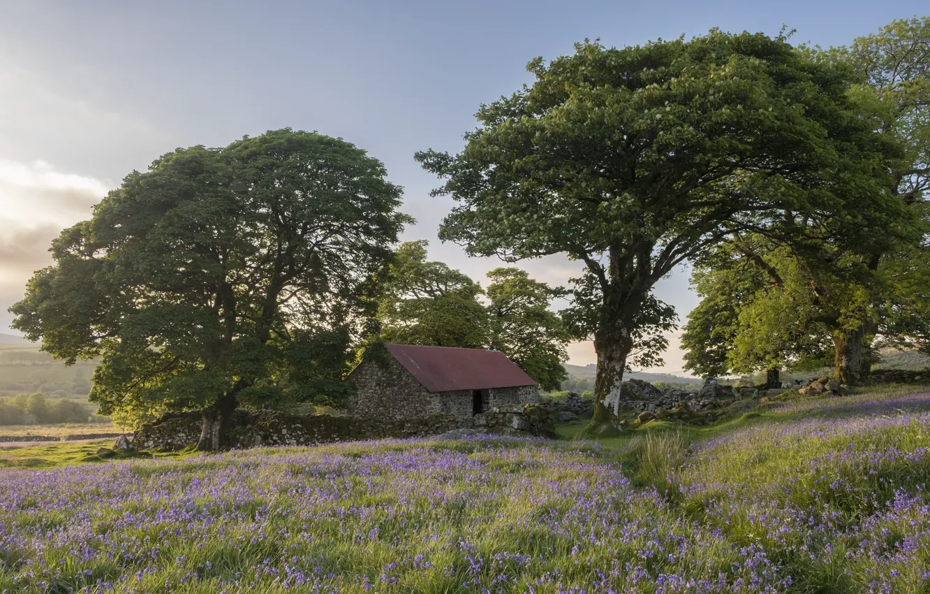 Photo wallpaper trees, England, the barn, Devon