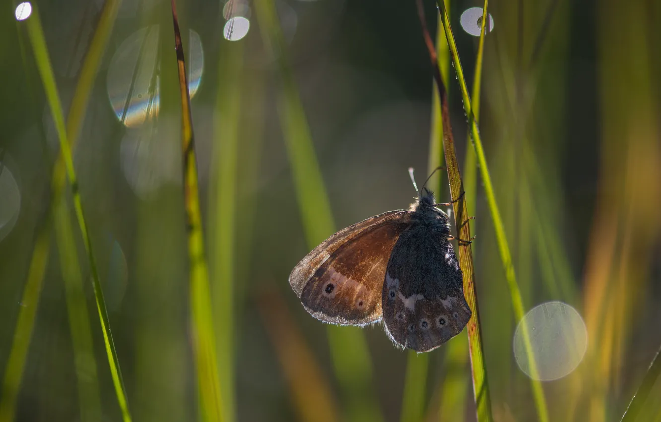 Photo wallpaper summer, butterfly, insect