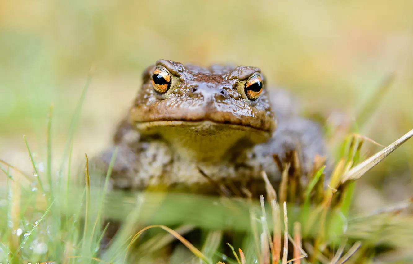 Photo wallpaper nature, background, frog