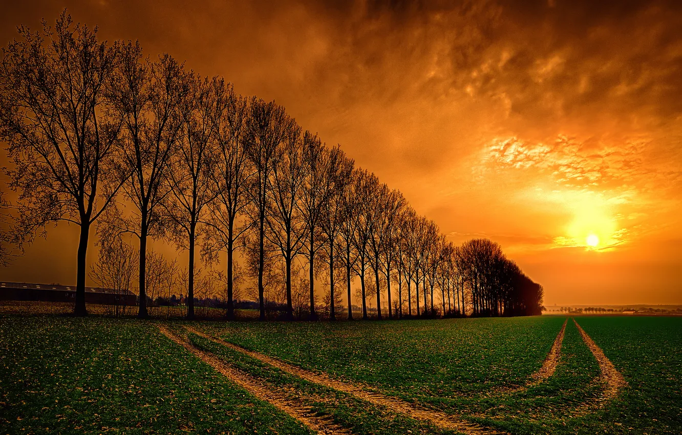 Photo wallpaper road, field, the sky, clouds, trees, sunset