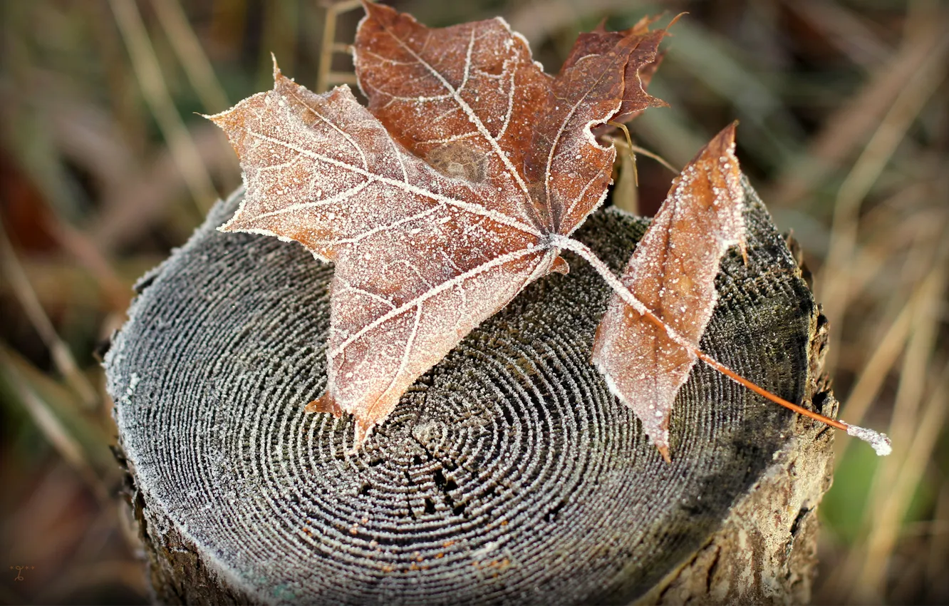 Photo wallpaper frost, autumn, leaves, nature, stump, Dry